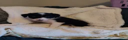 Border Collie dogs for sale: Beautiful border collie puppies - Advert 6
