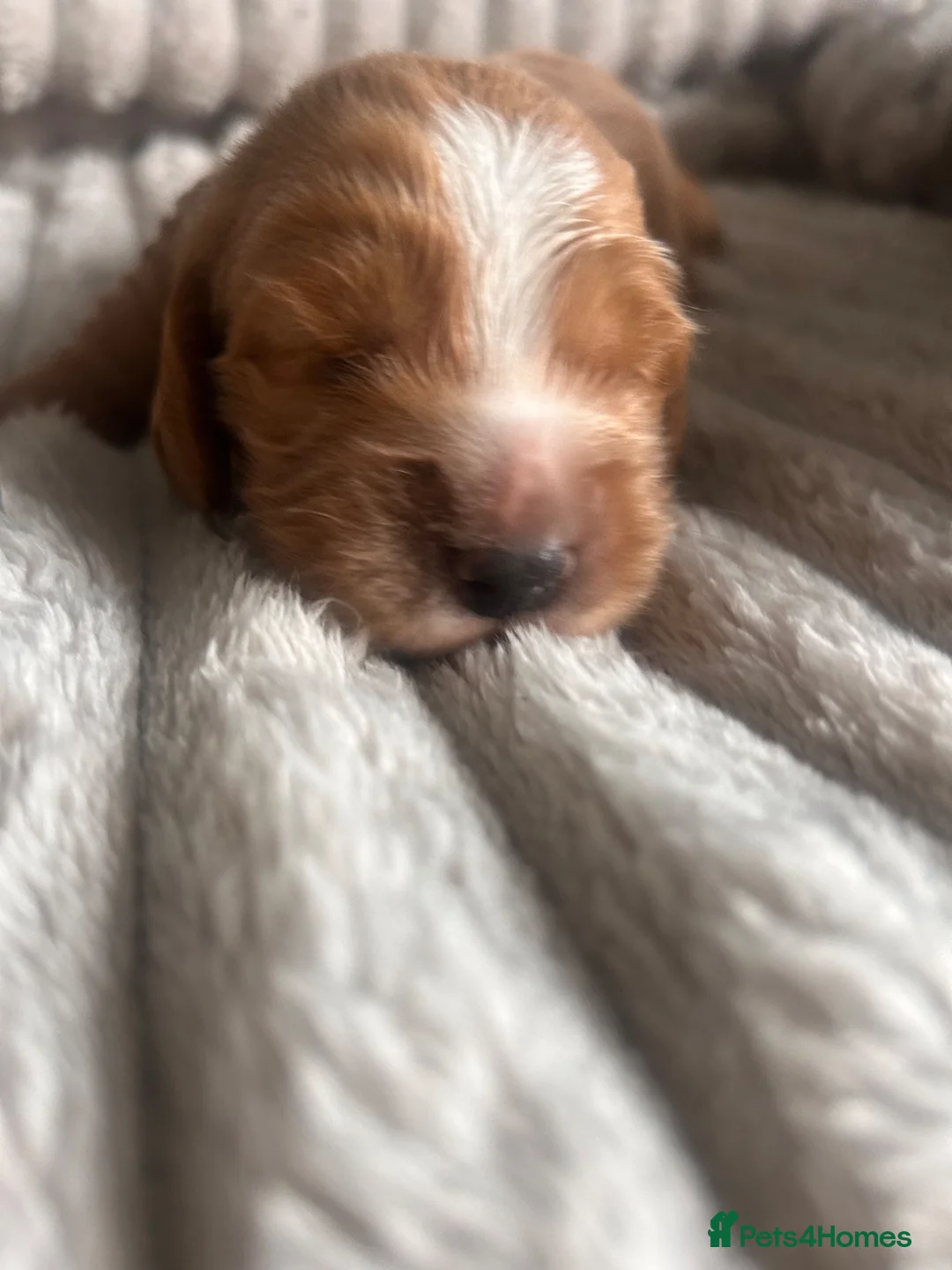 Cocker Spaniel dogs for sale: Beautiful cocker spaniel puppies - Advert 17