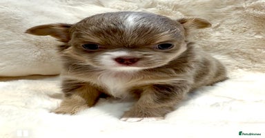 Chihuahua dogs QUALITY LONG COAT KC CHIHUAHUA PUPPIES  - Advert 12