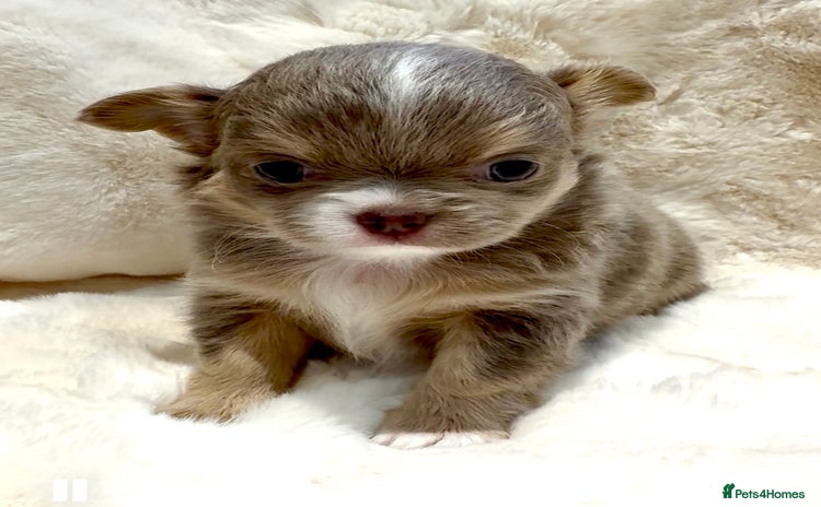 Chihuahua dogs QUALITY LONG COAT KC CHIHUAHUA PUPPIES  - Advert 2