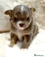 Chihuahua dogs QUALITY LONG COAT KC CHIHUAHUA PUPPIES - Advert 5