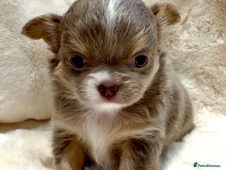 Chihuahua dogs QUALITY LONG COAT KC CHIHUAHUA PUPPIES - Advert 3