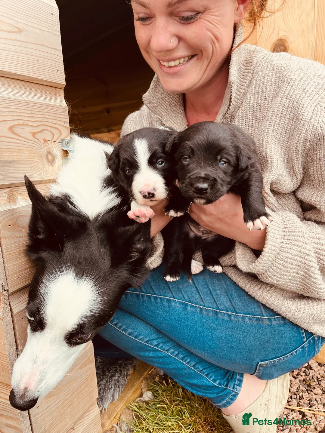 Mixed Breed dogs for sale: 2 gorgeous male pups  in Aboyne - Advert 2