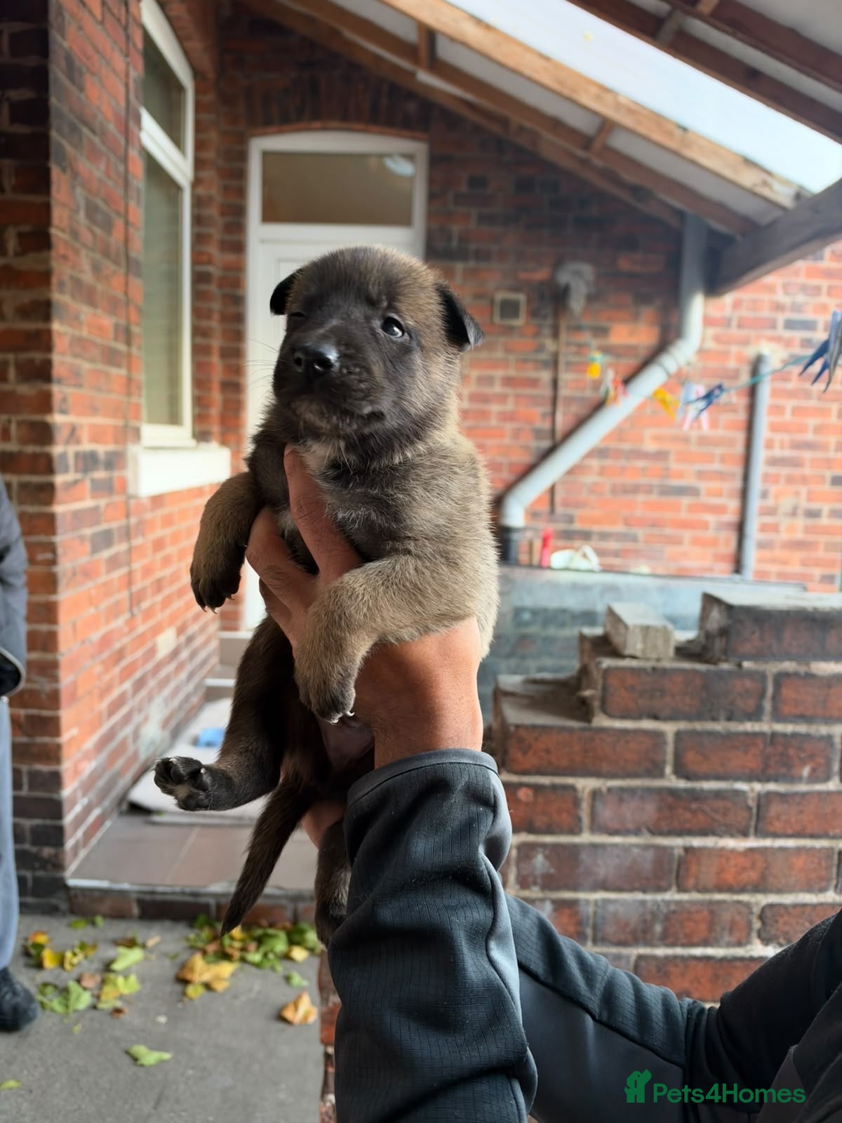 Belgian Shepherd Dog dogs for sale: Belgian Malinois x Dutch Puppies - Advert 22