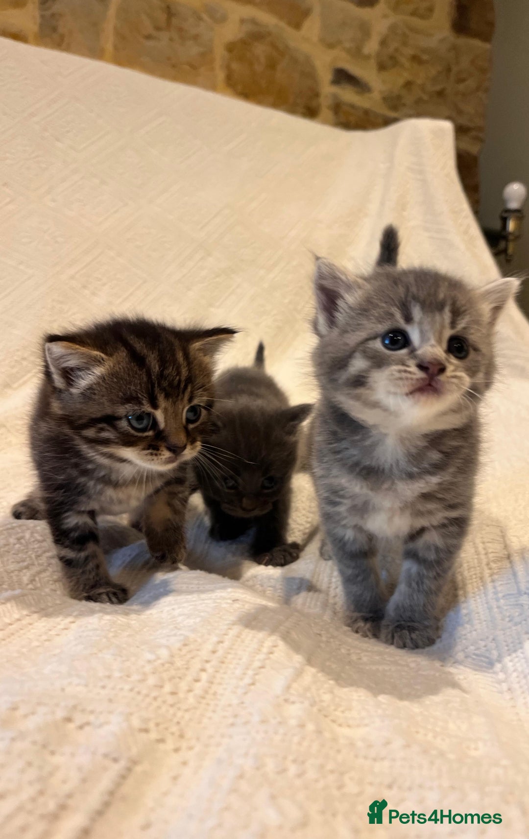 Maine Coon cats for sale: Maine coon x bsh. READY 14th BUT CAN HOLD - Advert 1