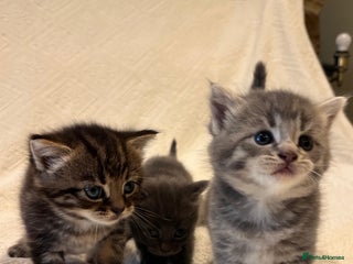 Maine Coon cats Maine coon x bsh. READY 14th BUT CAN HOLD - Advert 1