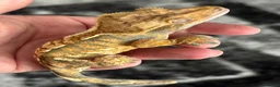 Gecko reptiles for sale: Extreme harlequin pinner - Advert 11