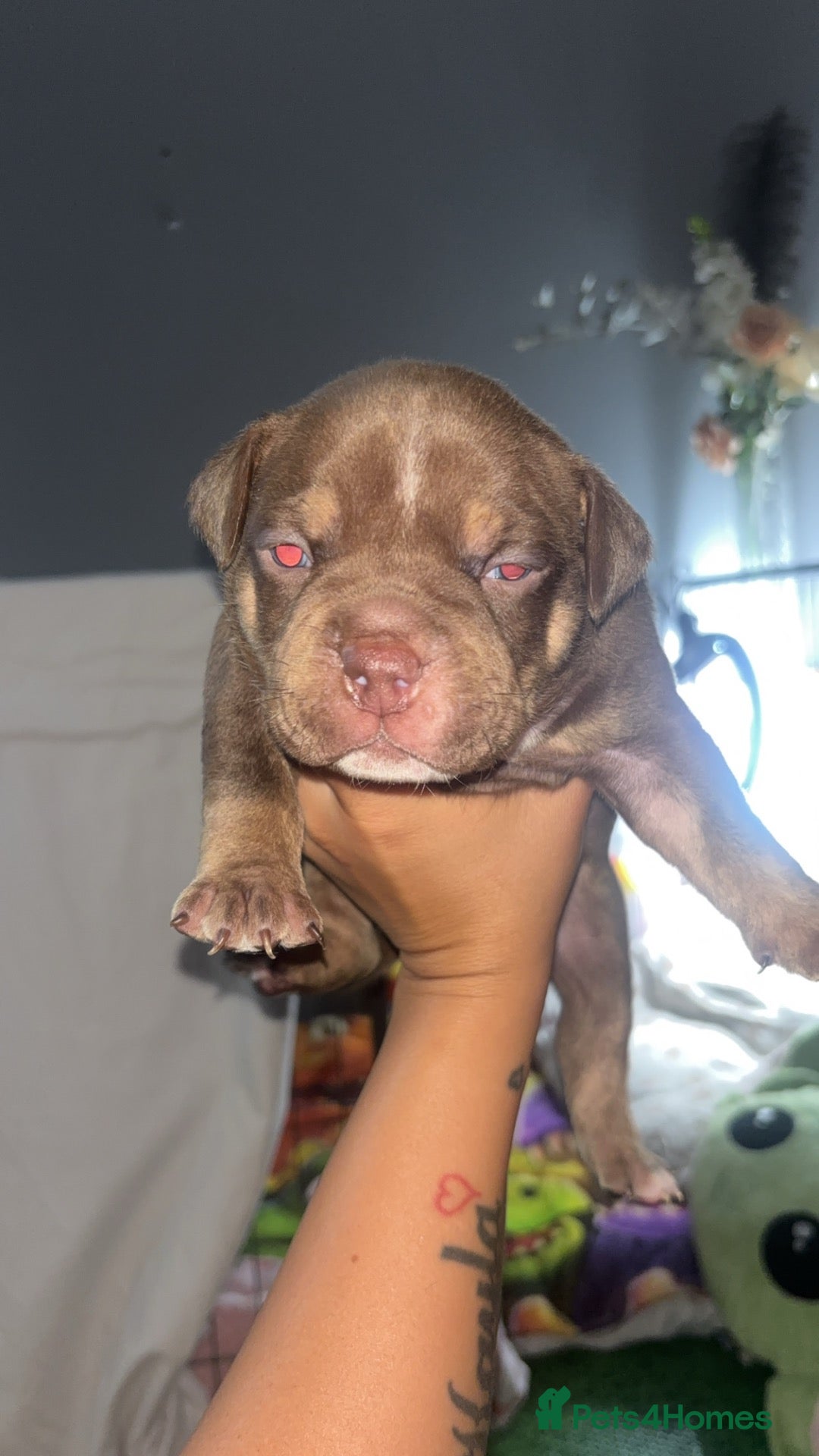 American Bully dogs American micro bully’s  - Advert 2