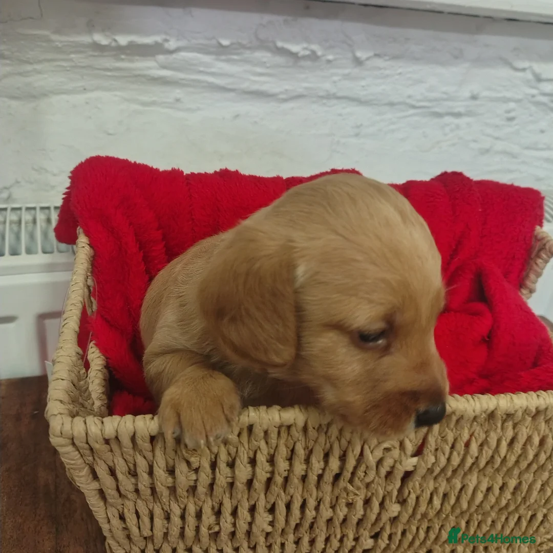 Doxiepoo dogs for sale: Doxipoo  - Advert 14