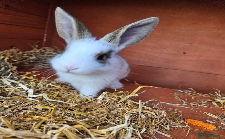 Mini Lop rabbits - Advert 5