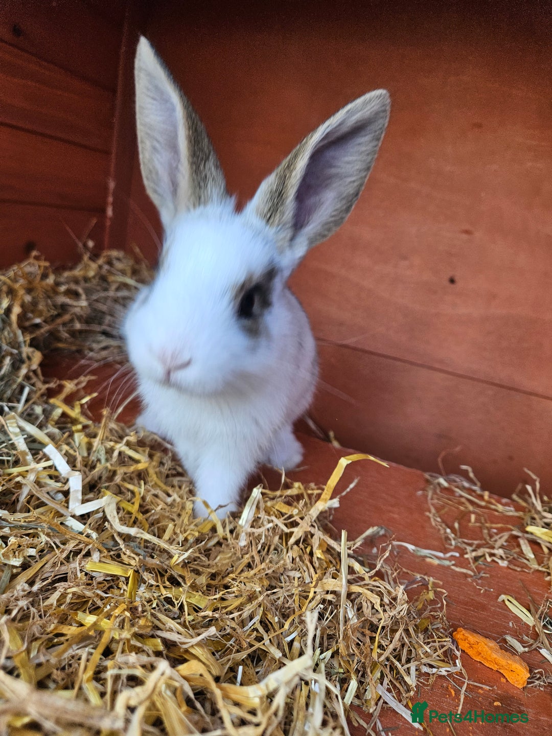 Mini Lop rabbits for sale: Mini lop bunnies. - Image 1