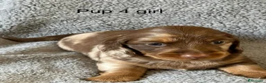 Miniature Dachshund 4