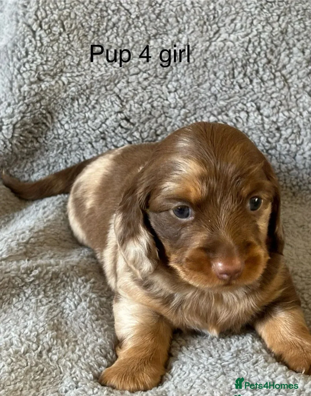 Miniature Dachshund dogs for sale: Beautiful Miniature Dachshund Puppies in Plymouth - Advert 6