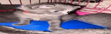 Russian Blue Kitten 6