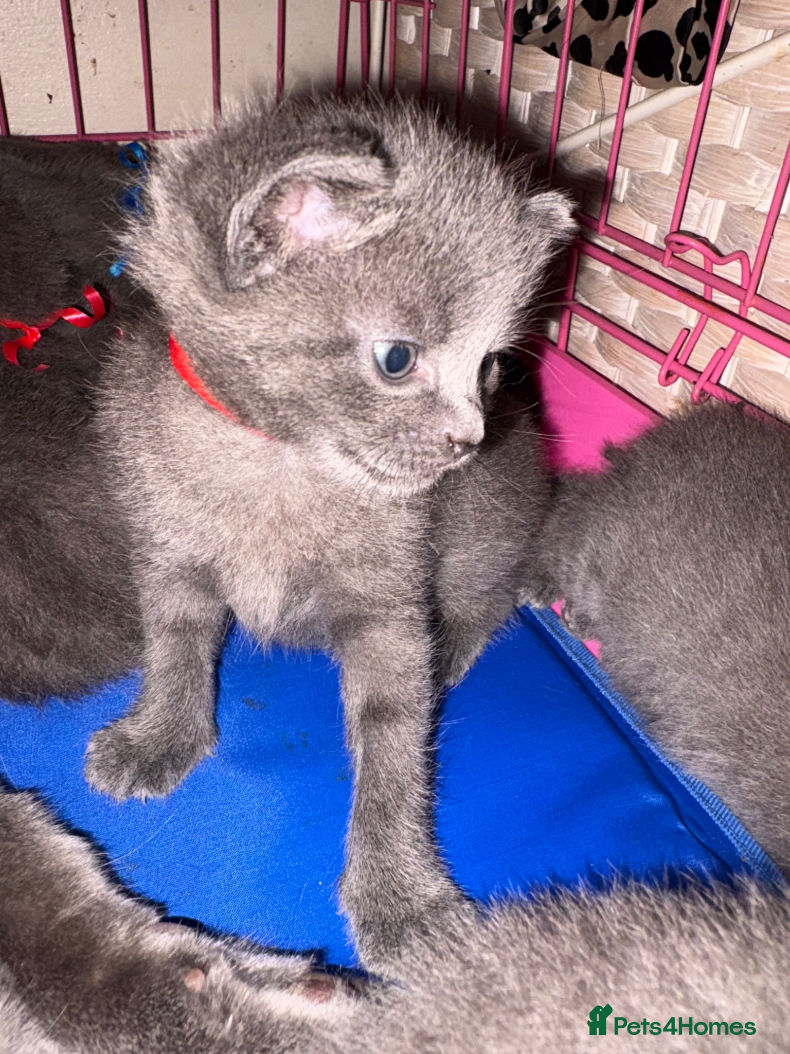Russian Blue cats for sale: Blue Russian kittens - Advert 26