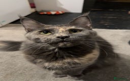 Maine Coon cats for sale: Pedigree Mainecoon kittens  - Image 4