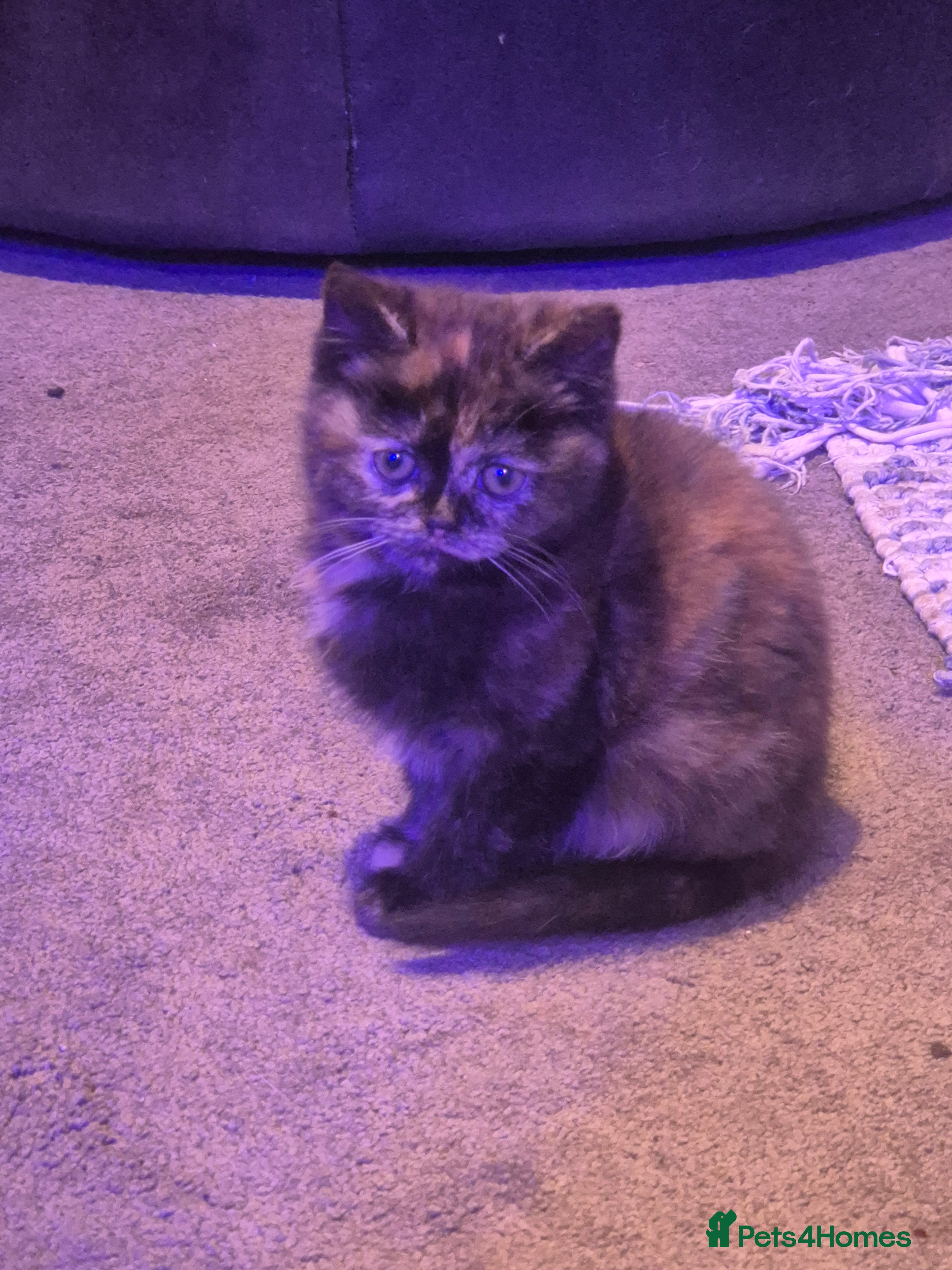 Scottish Fold cats *Reduced*TICA REGISTERED  - Advert 4