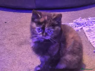 Scottish Fold cats *Reduced*TICA REGISTERED - Advert 4