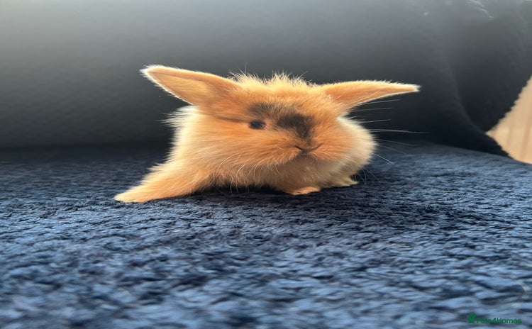 Mini Lion Lop rabbits - Advert 7