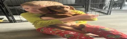 Dachshund dogs for sale: Dashcund pup - Advert 6