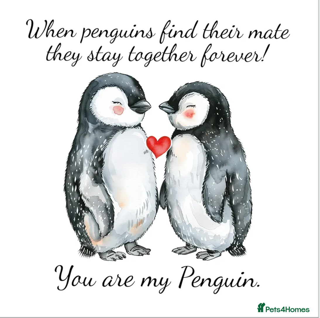 Mixed Breed dogs Loving home awaiting small breed puppy - Advert 1