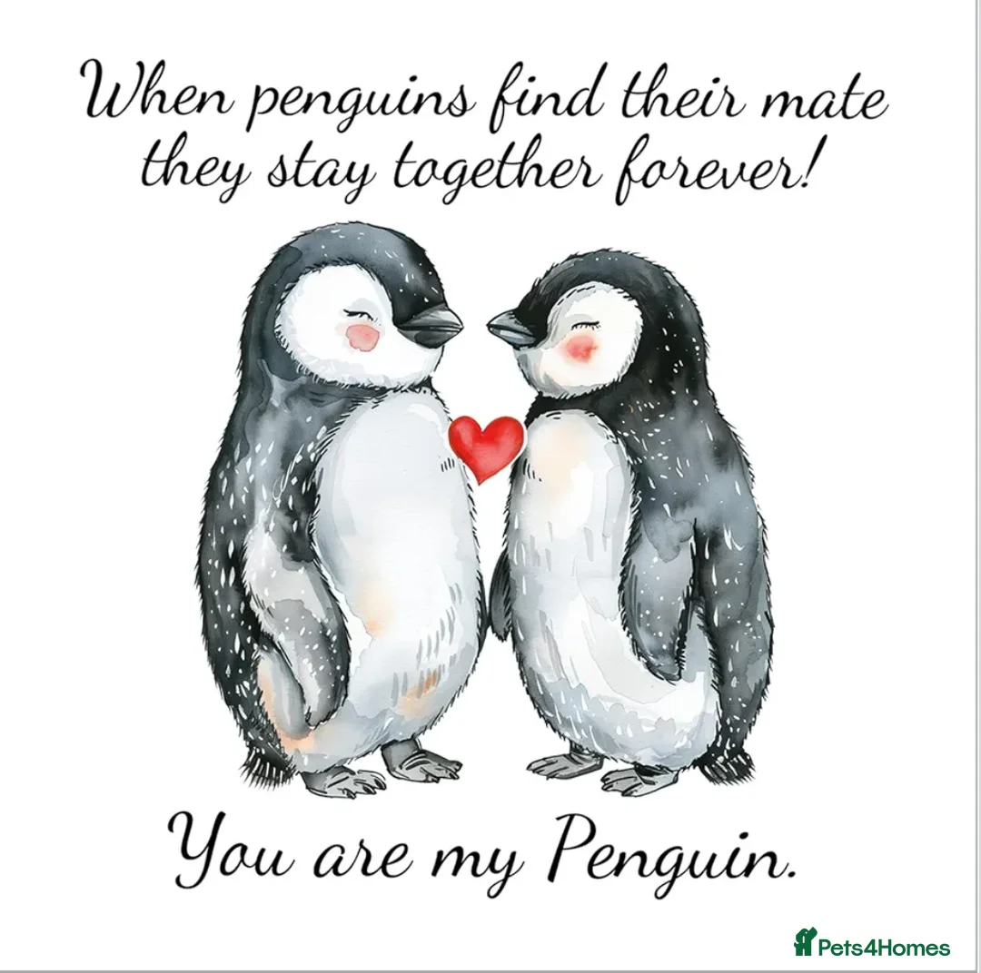 Mixed Breed dogs for sale: Loving home awaiting small breed puppy - Advert 1