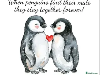 Mixed Breed dogs Loving home awaiting small breed puppy - Advert 17