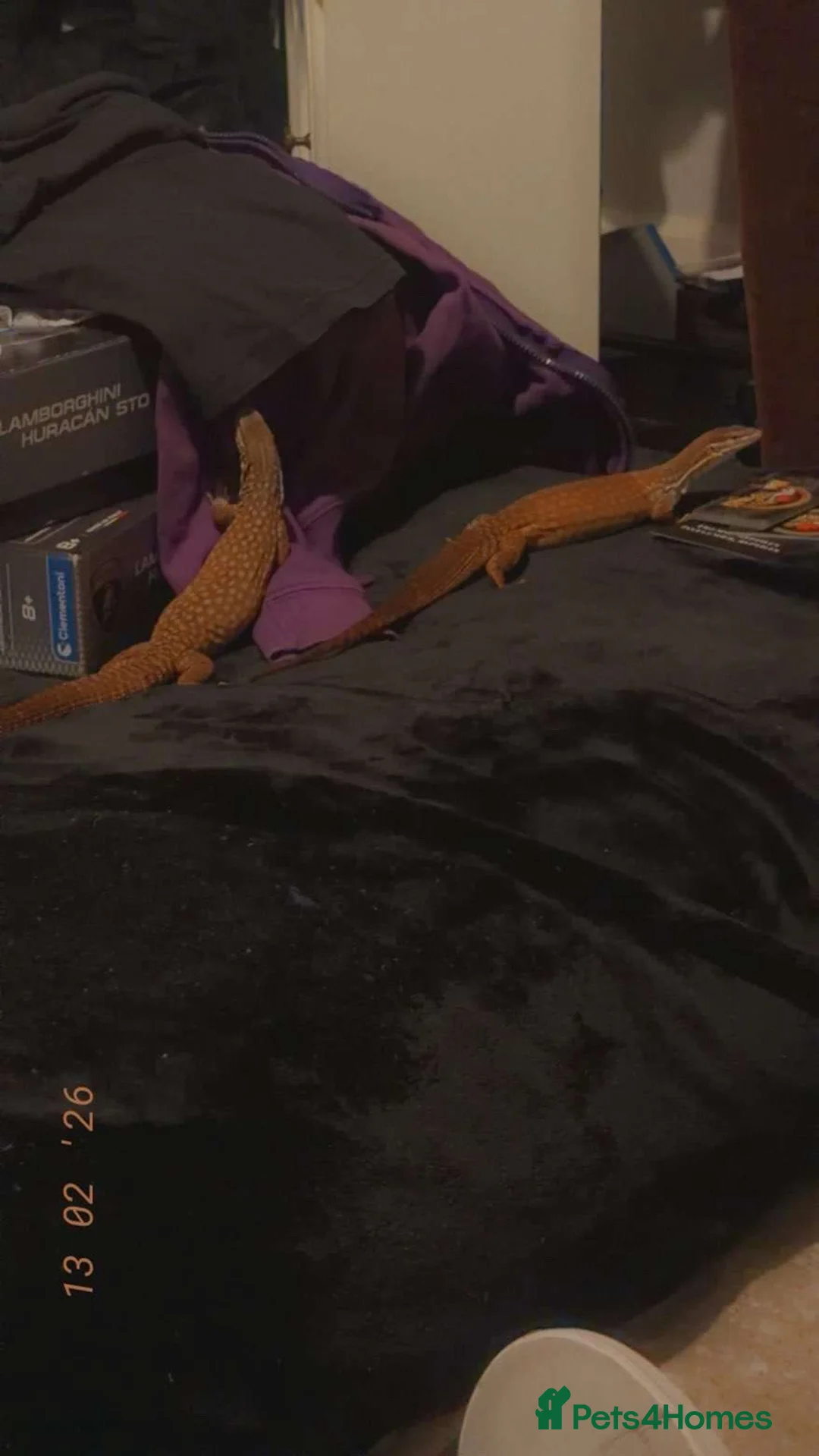 Monitor reptiles for sale: Ackie monitors  - Advert 2