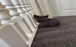 British Shorthair cats for sale: British shorthair  - Image 10
