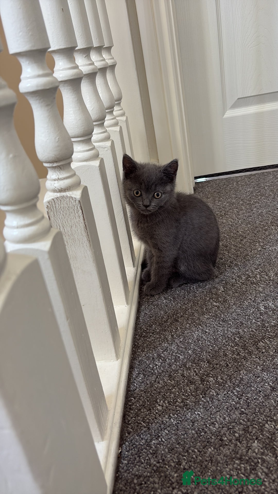 British Shorthair cats for sale: British shorthair  - Image 10