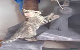 Balinese cats for sale: kittens - Image 8