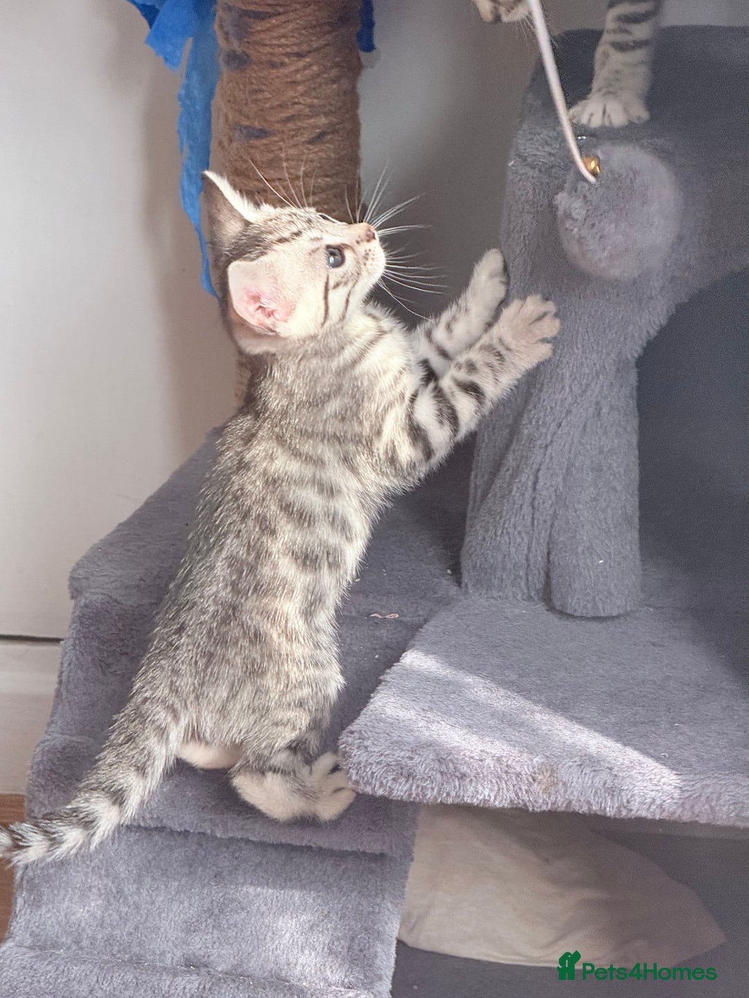 Balinese cats for sale: kittens - Image 8