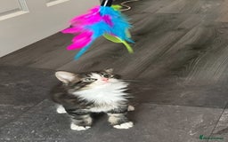 Maine Coon cats for sale: Maine Coon Mix - Image 3
