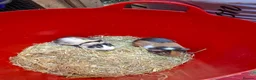 Guinea Pig rodents for sale: Baby guinea pigs for sale  - Advert 2