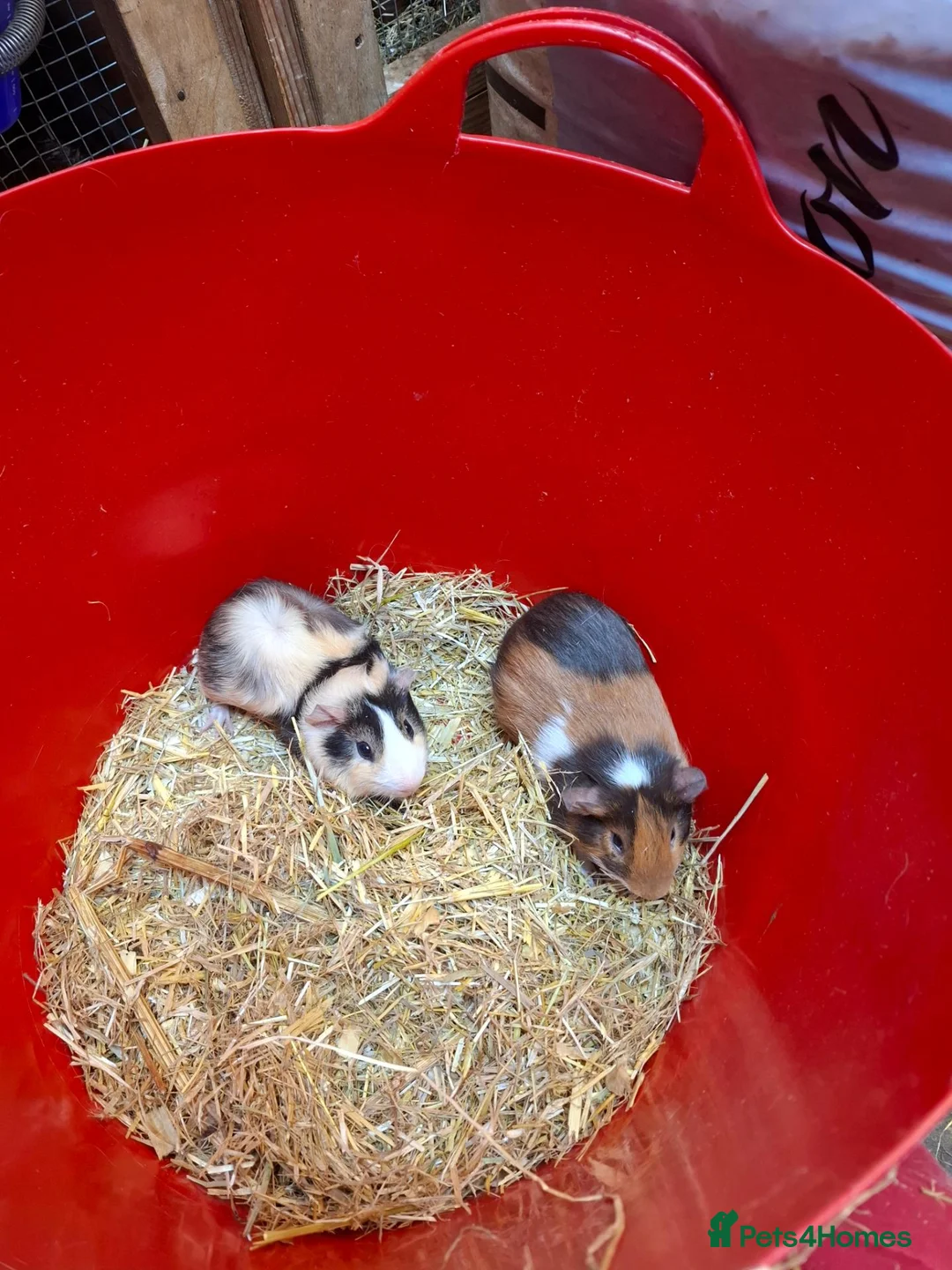 Guinea Pig rodents for sale: Baby guinea pigs for sale  - Advert 2