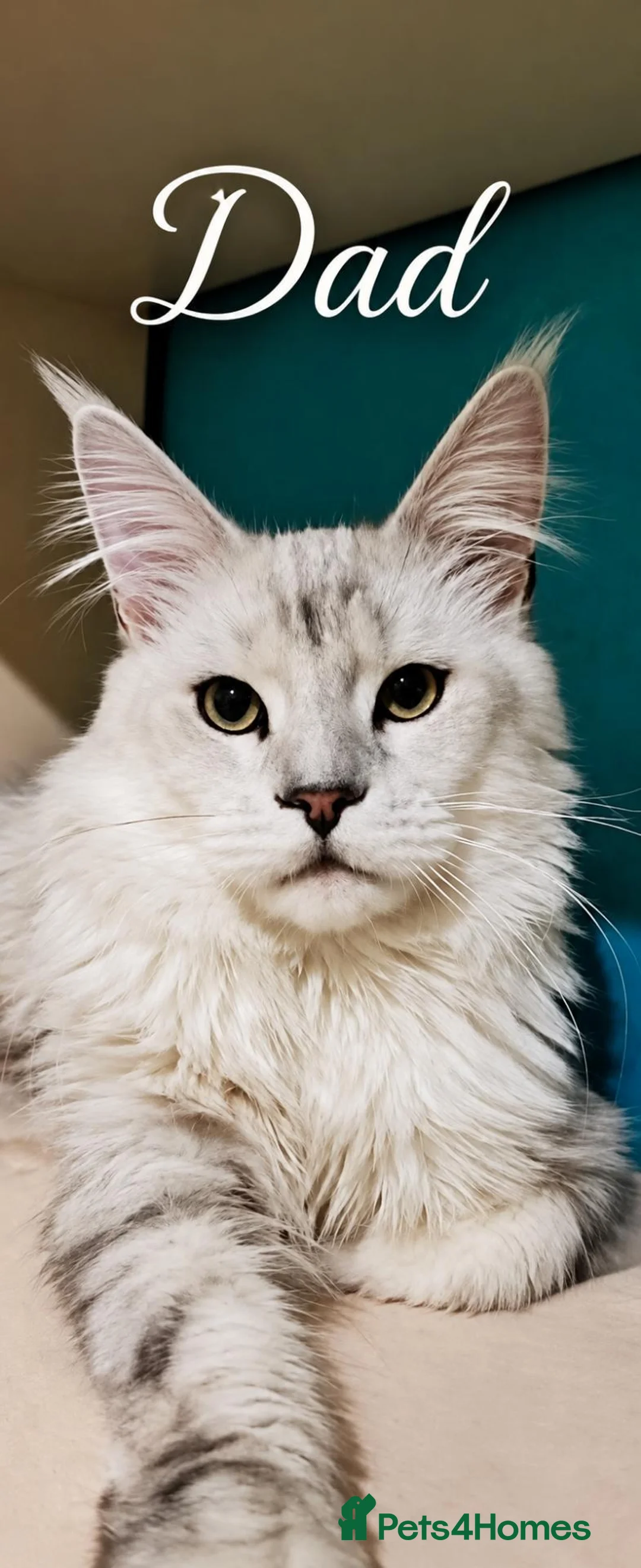 Maine Coon cats for sale: STUNNING SILVER MAINE COON KITTEN FOR SALE 🐾 - Advert 2