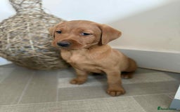 Labrador Retriever dogs for sale: Stunning Fox red labradors  - Image 14