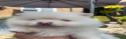 Pomeranian dogs for sale: Stunning pomeranians for sale both parents KC  in Ely - Advert 9
