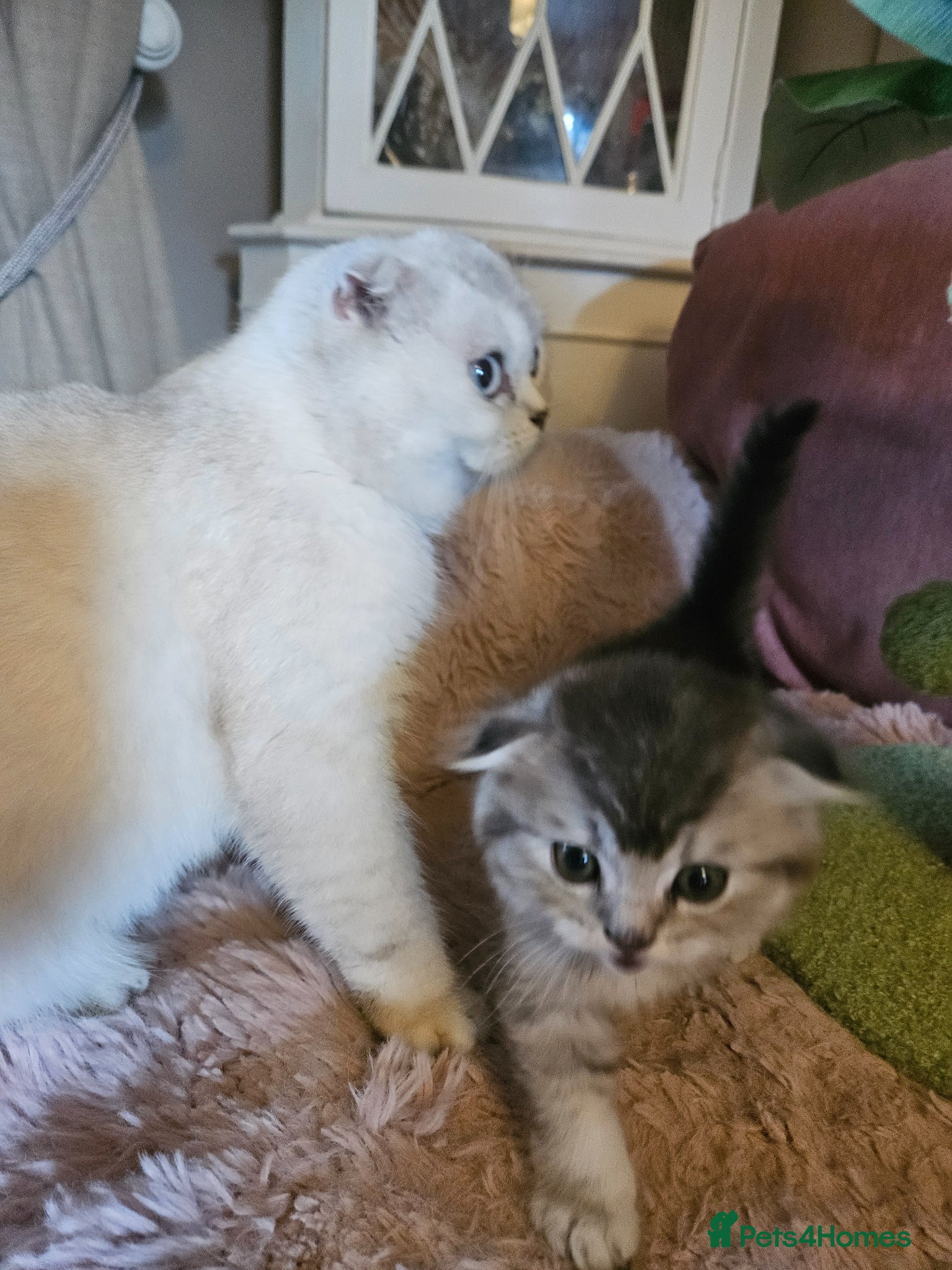 British Shorthair cats for sale: BRITISH SHORTHAIR X SCOTTISH FOLD - Advert 3