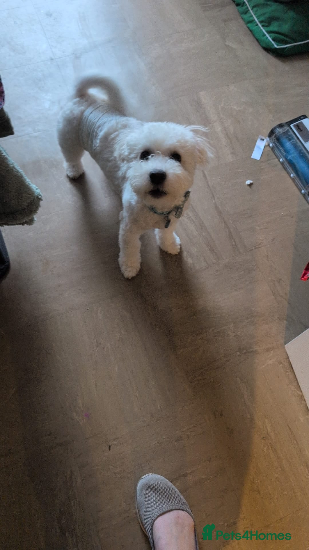 Mixed Breed dogs for sale: 6 month old Bichon x shichon puppy - Advert 3