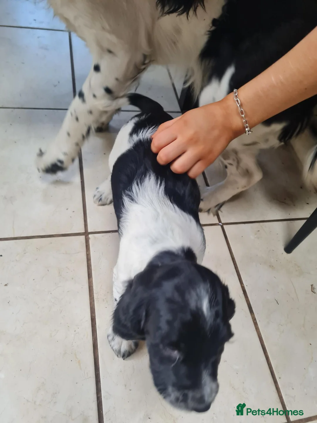 English Springer Spaniel dogs for sale: Two boys left  - Advert 2