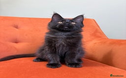 Maine Coon cats for sale: ✨Maine Coon Kittens Available - Champion Pedigree✨ - Image 17
