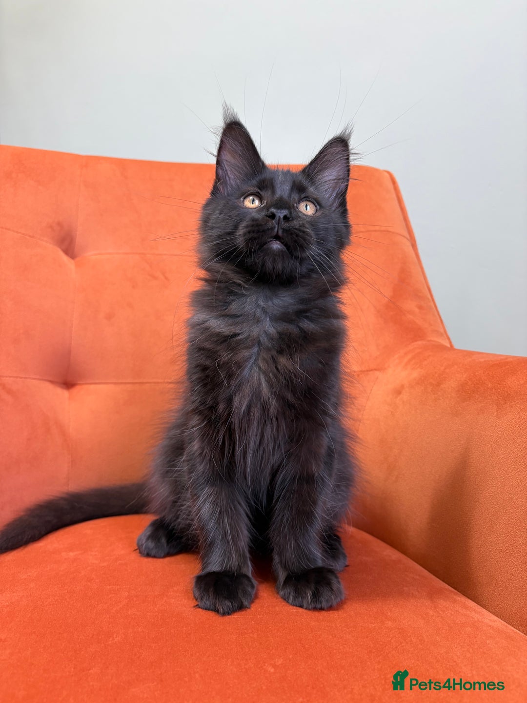 Maine Coon cats for sale: ✨Maine Coon Kittens Available - Champion Pedigree✨ - Image 17