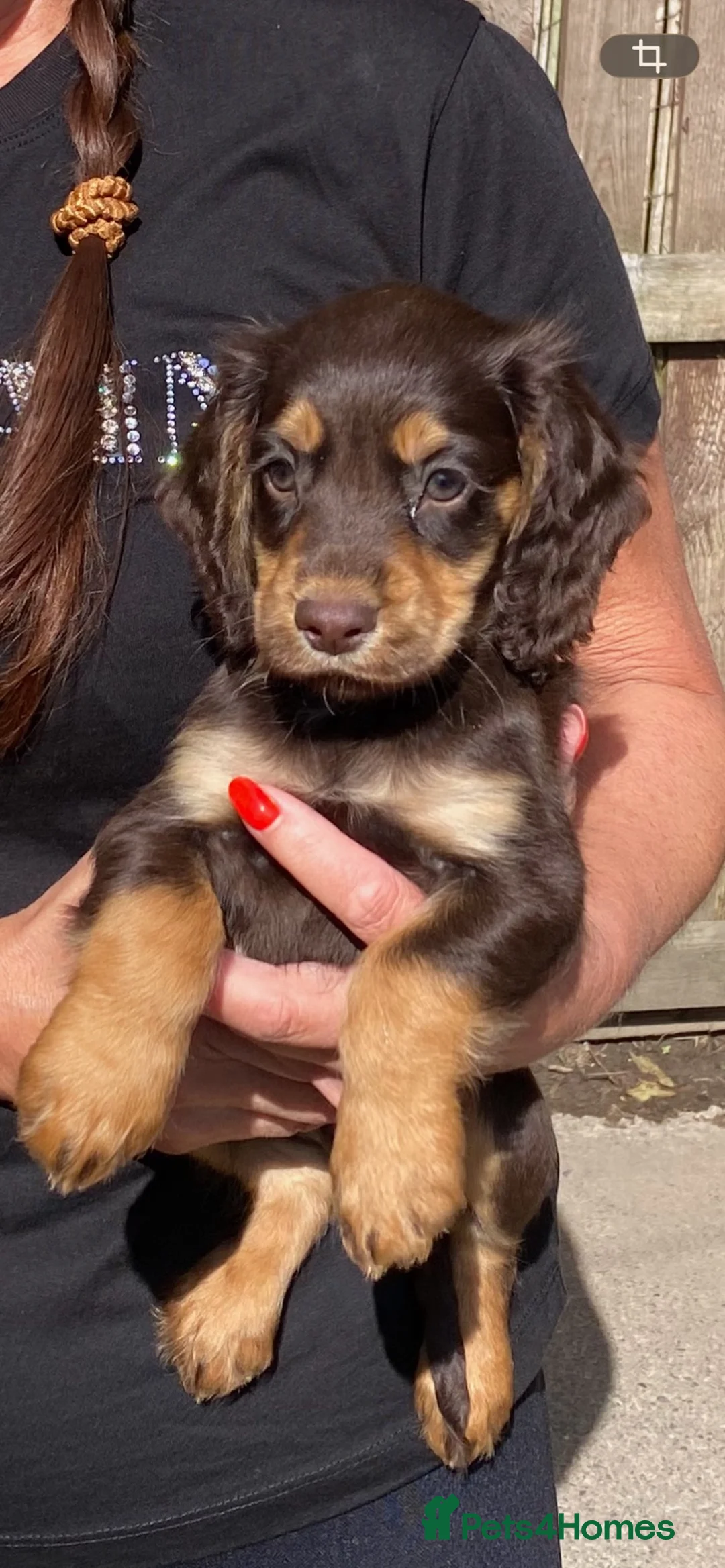 Cocker Spaniel dogs for sale: cocker spaniel pups  in Carlisle - Advert 2
