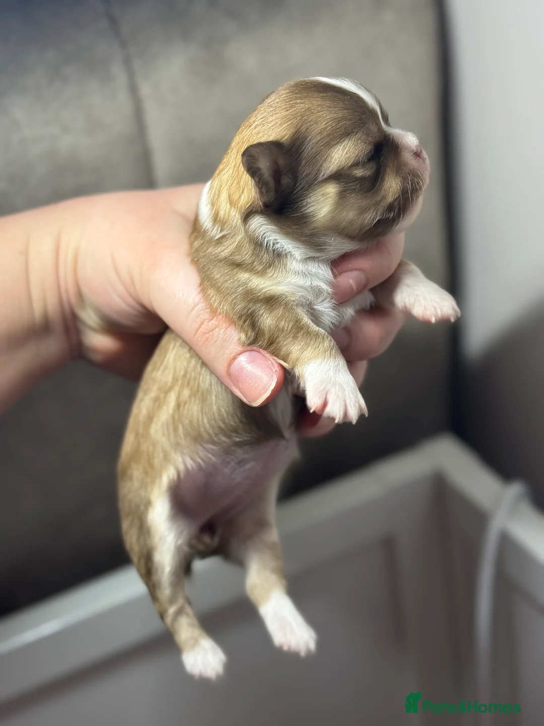 Chihuahua dogs for sale: 😍 Beautiful KC Chihuahua Puppies 😍 - Advert 9