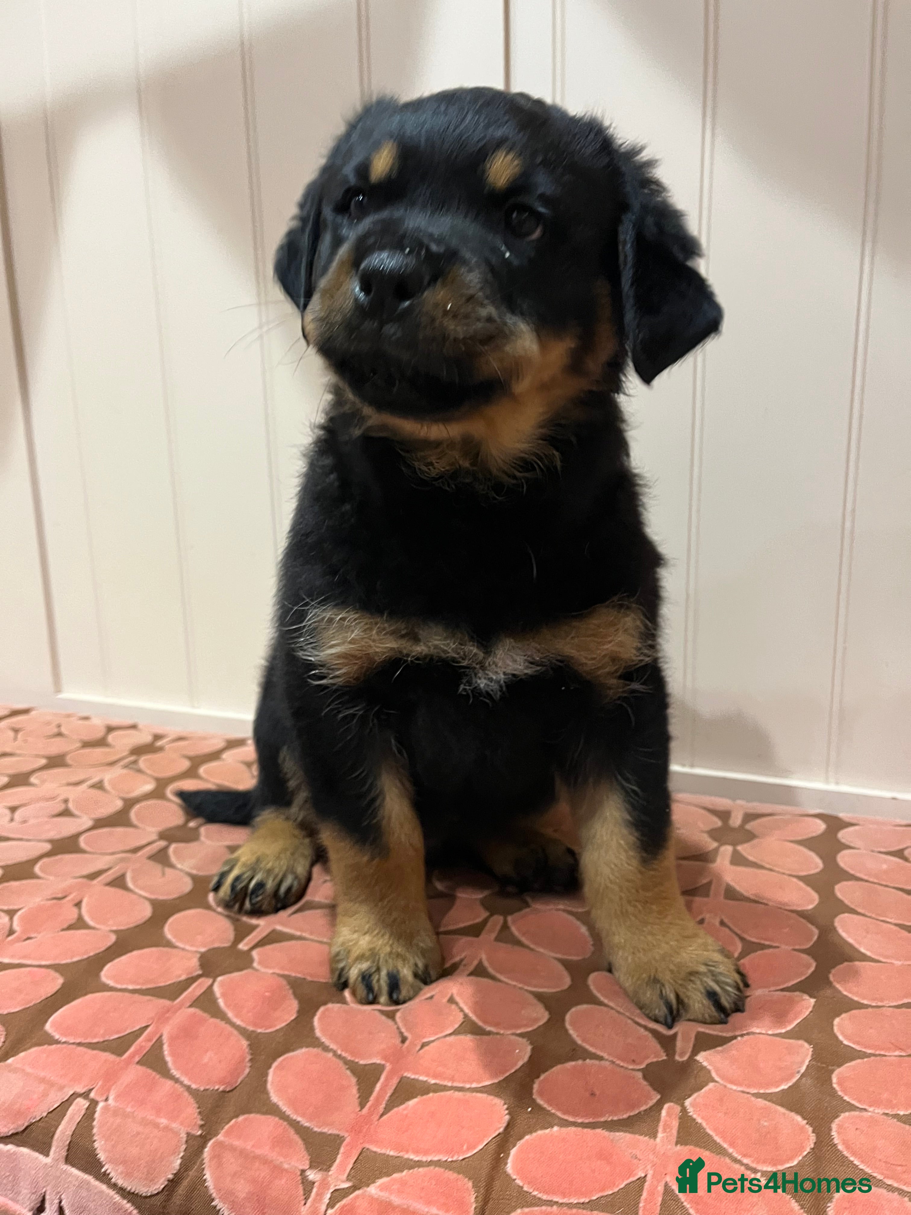 Rottweiler dogs Beautiful well bred Rottweiler puppies in Haywards Heath - Advert 4