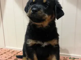 Rottweiler dogs Beautiful well bred Rottweiler puppies in Haywards Heath - Advert 4