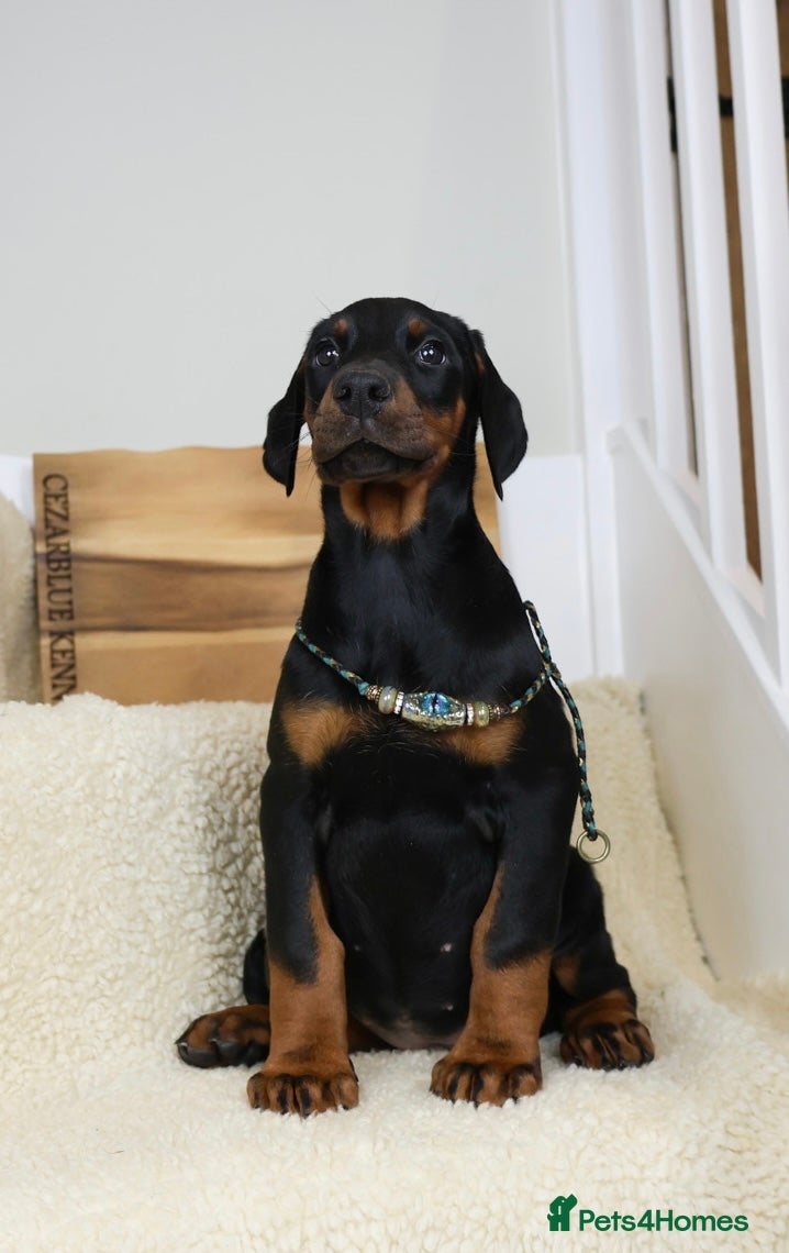Dobermann dogs Cezarblue European 12 Week Female Doberman ⭐️  in Petersfield - Advert 13