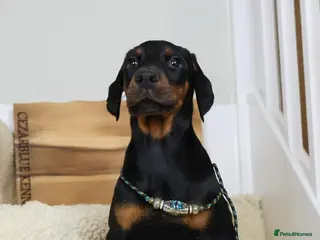 Dobermann dogs Cezarblue European 12 Week Female Doberman ⭐️ in Petersfield - Advert 13
