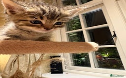 Mixed Breed cats for sale: 3 gorgeous boys mix breed - Image 10